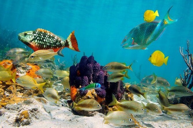 Private Party Boat with Snorkeling in Playa Bibijagua - The snorkeling stop and search for marine life