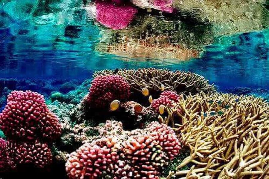 Puerto Plata: Cayo Arena Tour with Snorkeling and Mangroves - Dominican lunch after the water activities