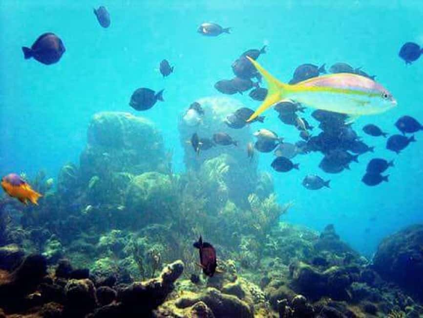 Puerto Plata: Cayo Arena Tour with Snorkeling and Mangroves - Is $95 a fair price?