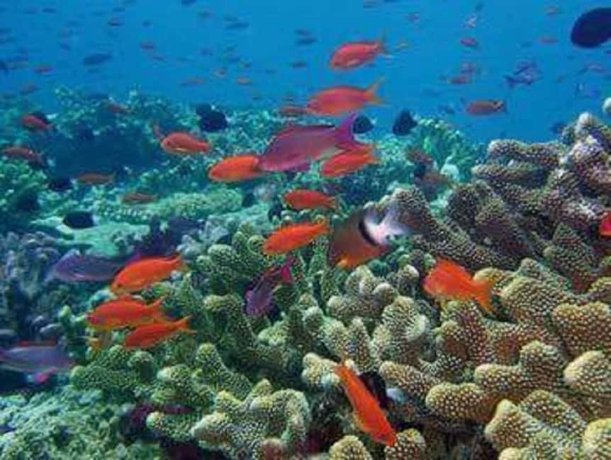 Puerto Plata: Cayo Arena Tour with Snorkeling and Mangroves - Who will enjoy this tour most?