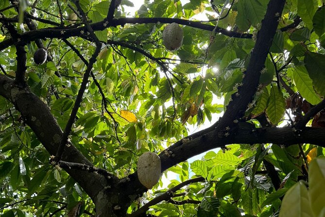 Puerto Plata City Tour with Butterfly Garden - The upper part of Puerto Plata
