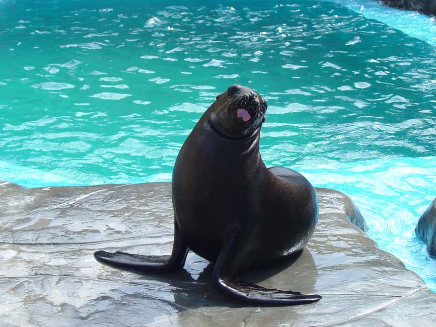 Puerto Plata: Ocean World Adventure Park Day Pass - Key things to know before you book