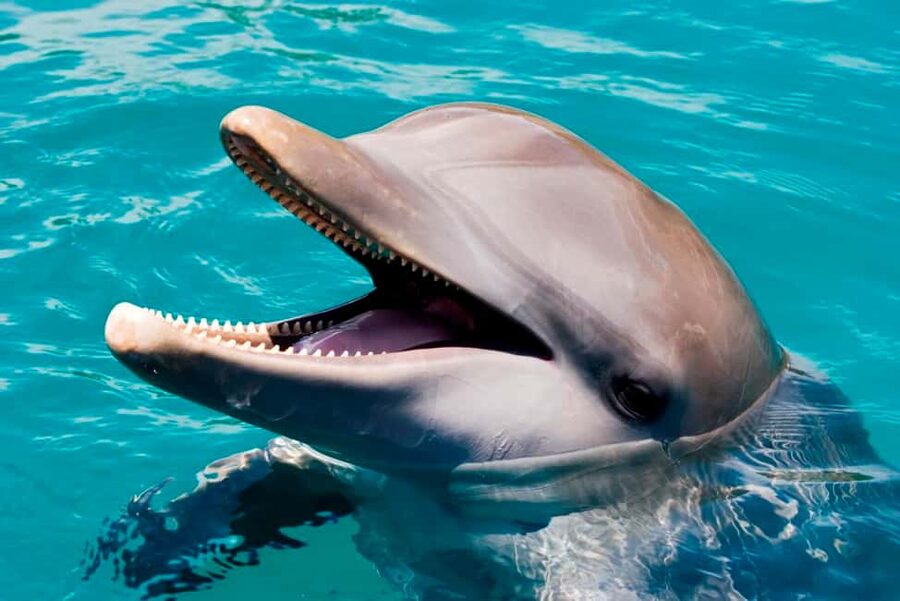 Puerto Plata: Ocean World Adventure Park Day Pass - What your day includes from the start