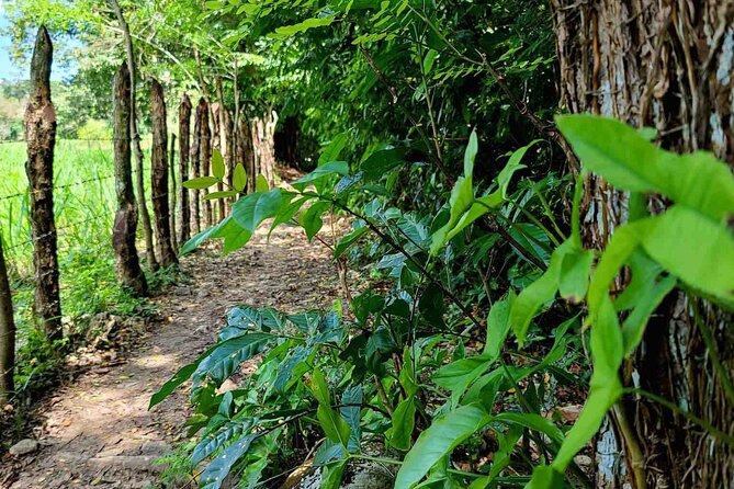 Puerto Plata Rejoya River Excursion Amber Cove Taino Bay Hotels - The 30-minute forest walk