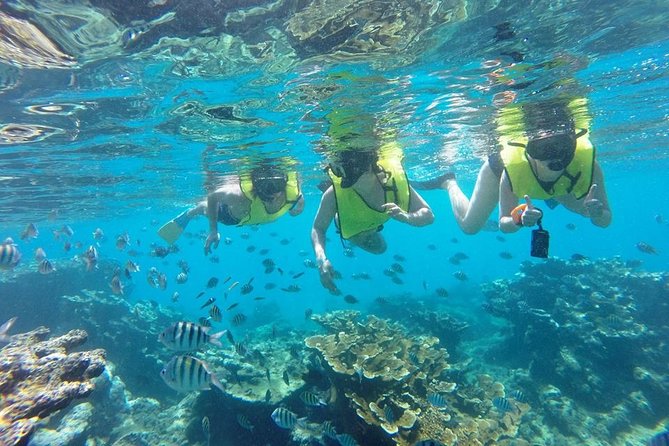 Puerto Plata Shore Excursion, Snorkeling tour & Sosua Beach Day - What you may see at the two snorkeling sites