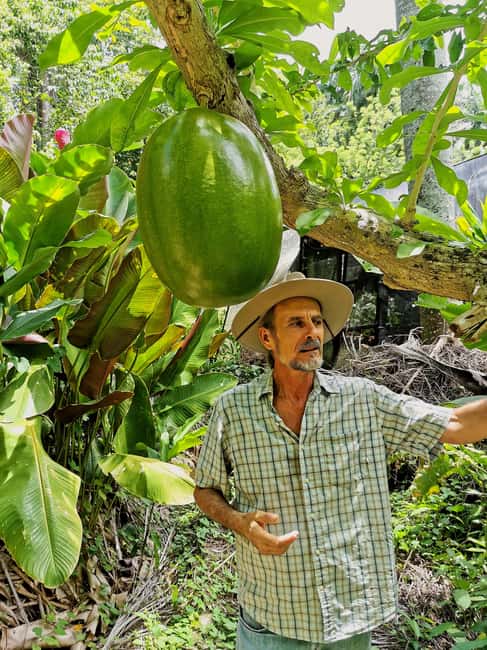 Puerto Plata: Taino Valley and Dominican Flavor Experience - Fruit tasting under a palm-thatched roof