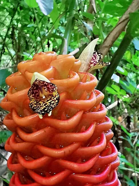 Puerto Plata: Taino Valley and Dominican Flavor Experience - The final stop at Charco de Mariano