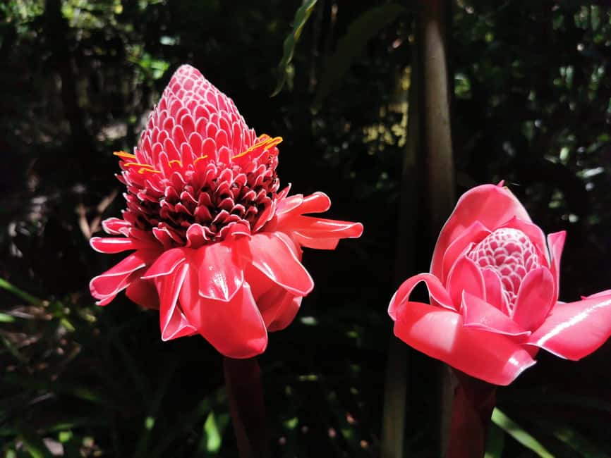 Puerto Plata: Taino Valley and Dominican Flavor Experience - Two hours among tropical plants and Taino figures