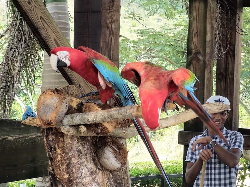 Punta Cana: Buggy and Zipline Adventure at La Hacienda - A quick 20-meter free fall