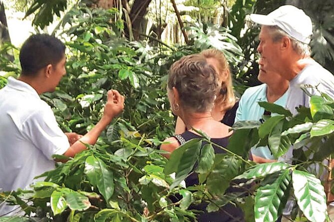 Punta Cana: Cultural half-day tours in the Dominican Republic - Sugarcane, coffee, cocoa, and tobacco in Otra Banda