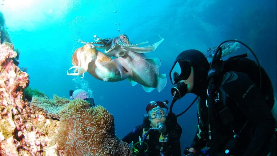 Punta Cana: Dive the Coral Paradise of Catalina Island - Catalina Island offers a quieter Caribbean setting