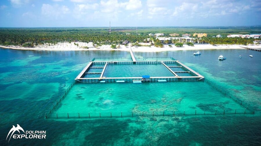 Punta Cana Dolphin Adventure: 40-Minute Interaction - Swimming ability, health rules, and sunscreen