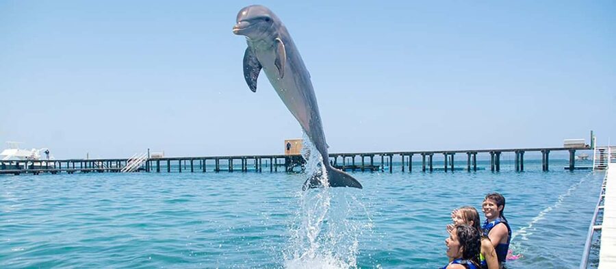 Punta Cana Dolphin Adventure: 40-Minute Interaction - The value of $167 per person
