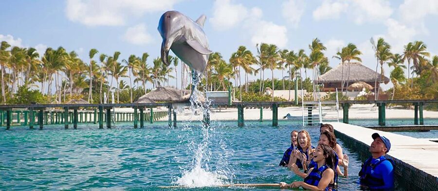 Punta Cana Dolphin Adventure: 40-Minute Interaction - Hotel pickup makes the half-day easier