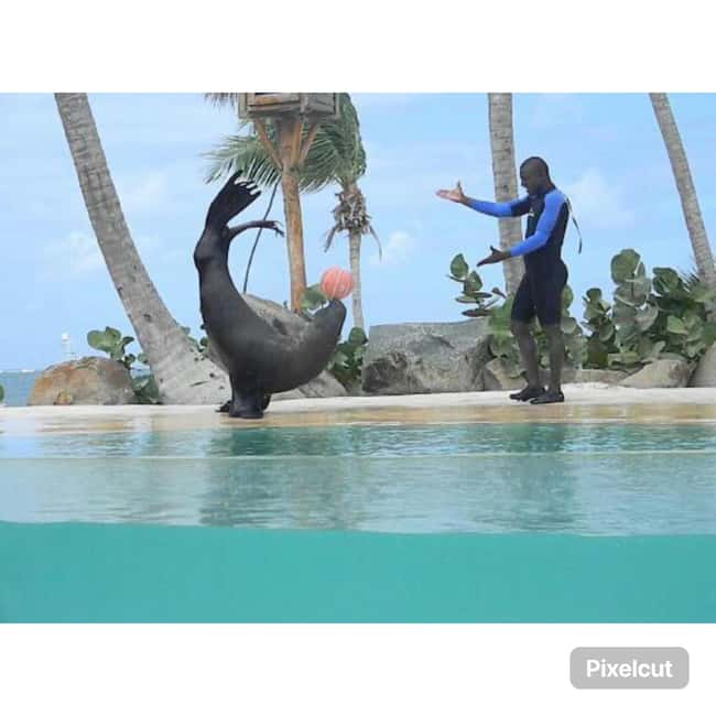 Punta Cana: Dolphin Explorer Park Entry, Swim, or Encounter - Where the experience can disappoint