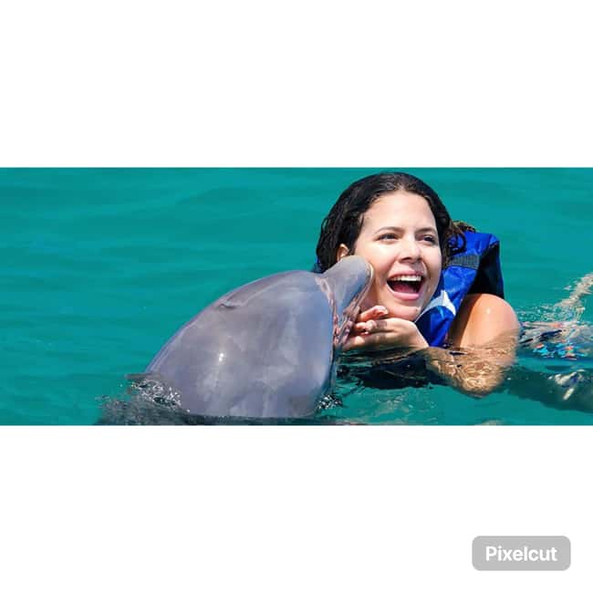 Punta Cana: Dolphin Explorer Park Entry, Swim, or Encounter - What the $140 dolphin session actually gives you