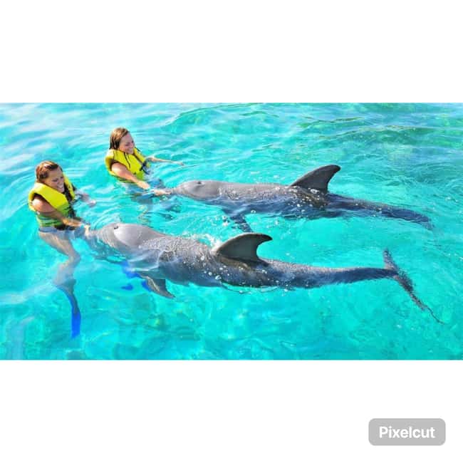 Punta Cana: Dolphin Explorer Park Entry, Swim, or Encounter - Is the dolphin time worth the cost?