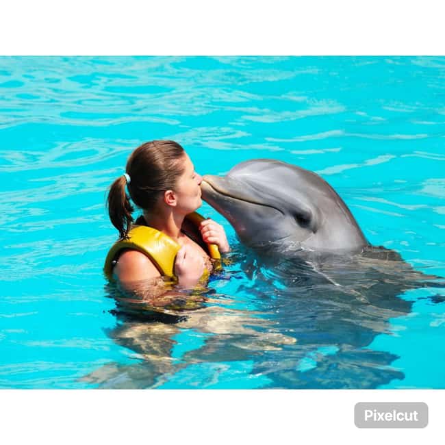 Punta Cana: Dolphin Explorer Park Entry, Swim, or Encounter - What I like most about the setup
