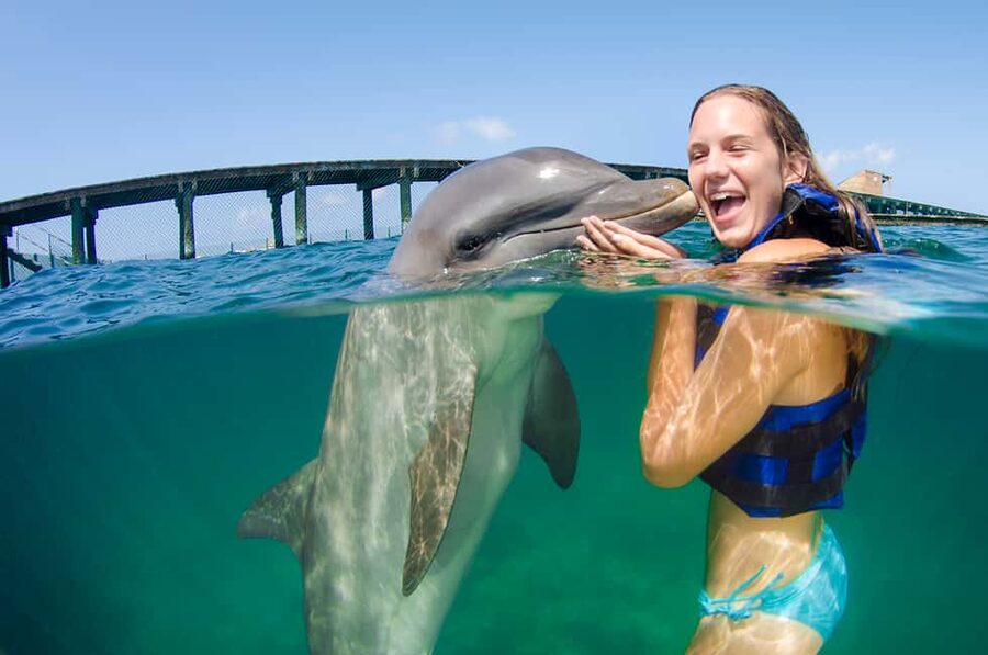 Punta Cana: Dolphin Explorer Swims and Interactions - Key points to know before booking