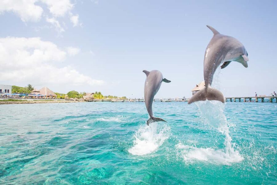 Punta Cana: Dolphin Explorer Swims and Interactions - Booking flexibility and timing