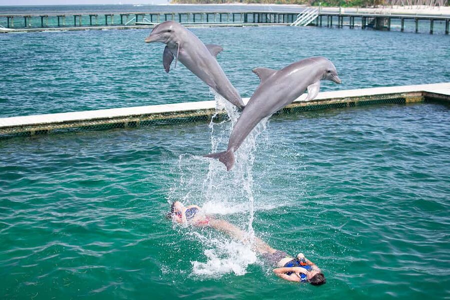 Punta Cana: Dolphin Explorer Swims and Interactions - What your Punta Cana dolphin session is really like