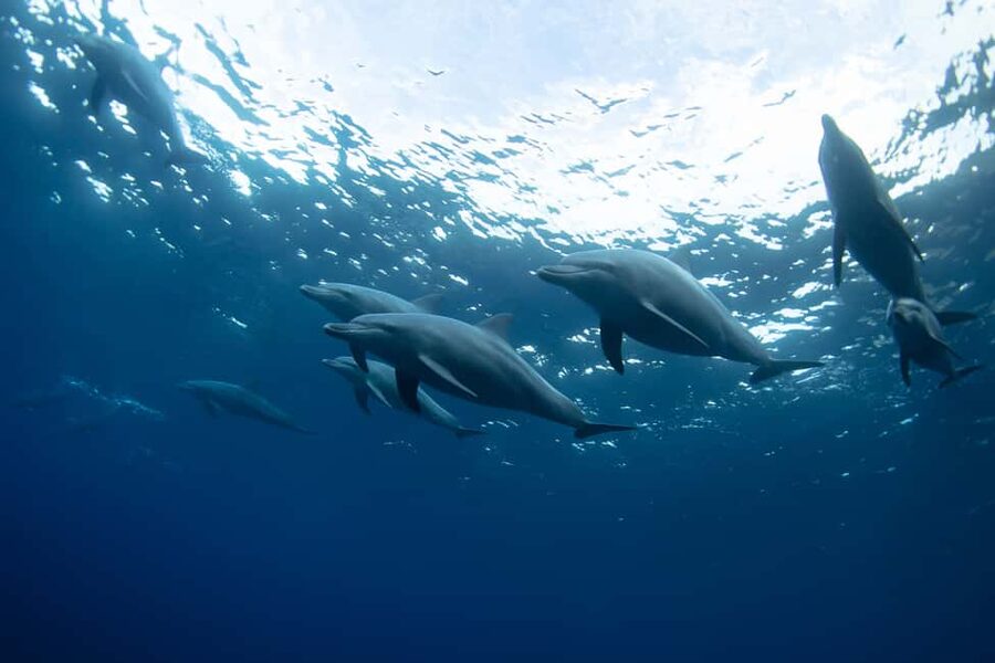 Punta Cana: Dolphin Explorer Swims and Interactions - Who should book this experience