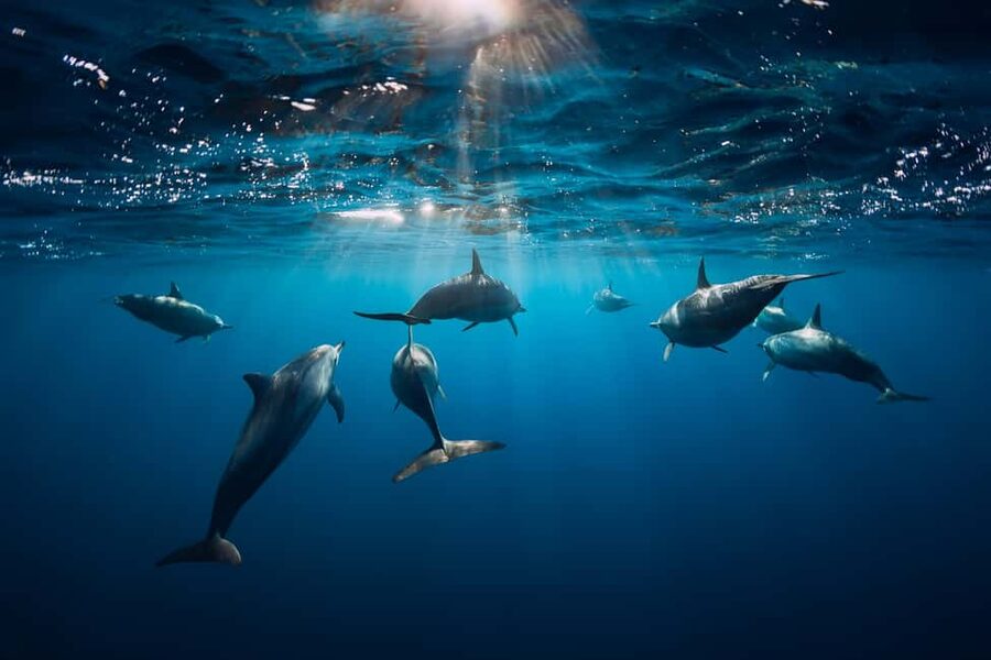 Punta Cana: Dolphin Explorer Swims and Interactions - What to bring and what to leave behind