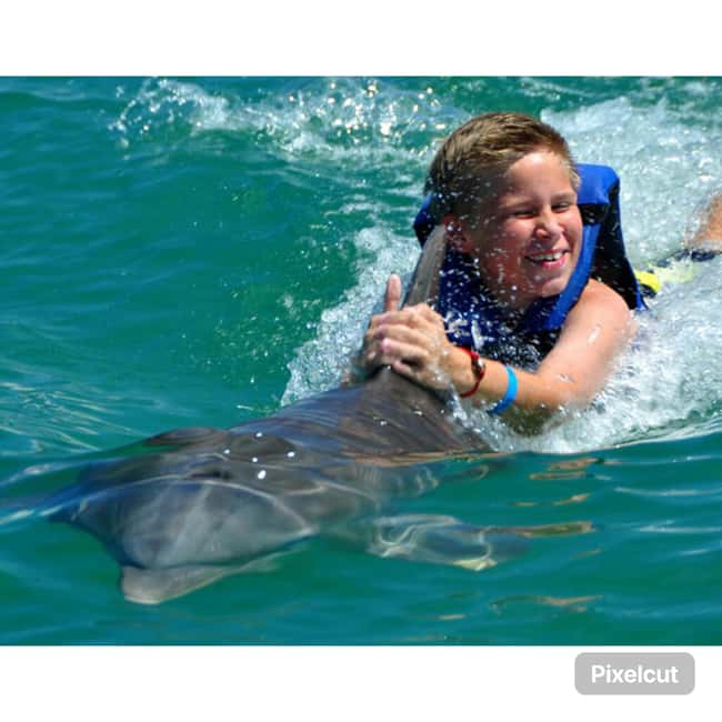 Punta Cana: Dolphin Park Entry and Swim with Dolphins - What the sea lion show adds