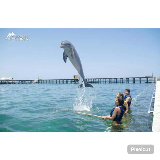 Punta Cana: Dolphin Park Entry and Swim with Dolphins - What the customer feedback tells me
