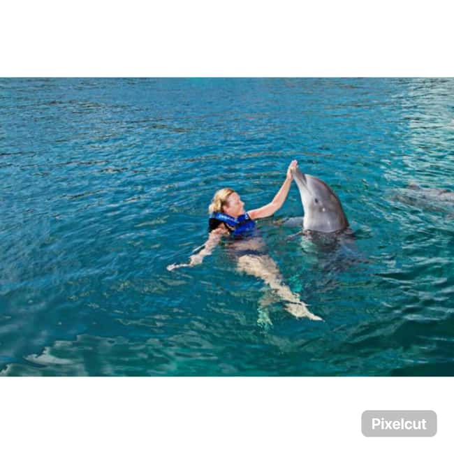 Punta Cana: Dolphin Park Entry and Swim with Dolphins - A practical look at the schedule