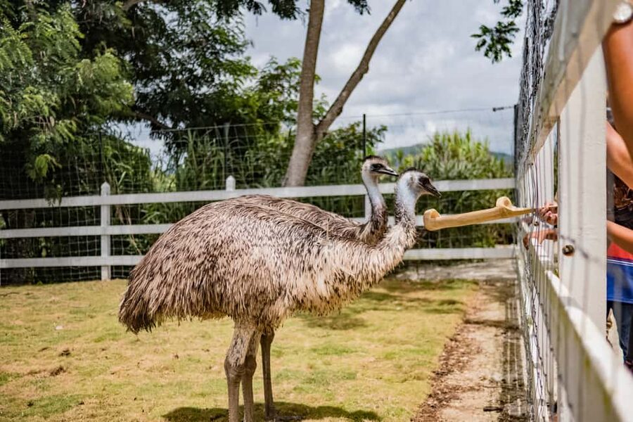 Punta Cana: Eco Park Safari Adventure - Quick points to know