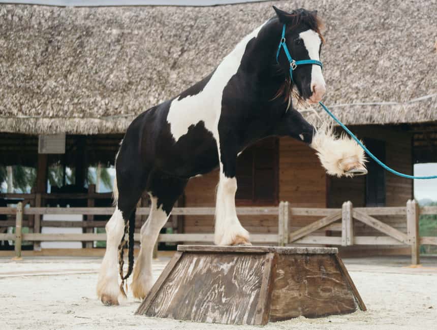 Punta Cana: Eco Park Safari Adventure - Who should book this experience?
