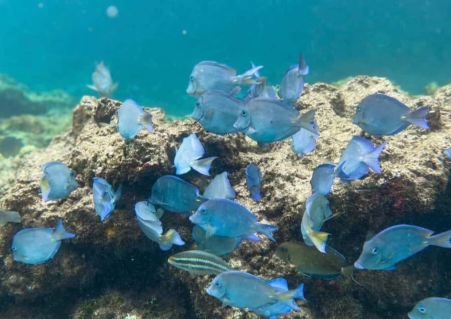 Punta Cana: Full-day Snorkelling Tour in Catalina Island - Catalina Island is about simple Caribbean pleasures