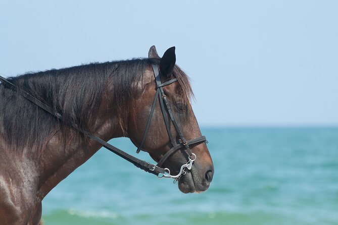 Punta Cana Horseback Riding Adventure - Reaching the private beach