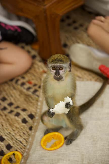 Punta Cana: Interactive Experience at Monkey House - A second session, a picnic setting, and better photo access
