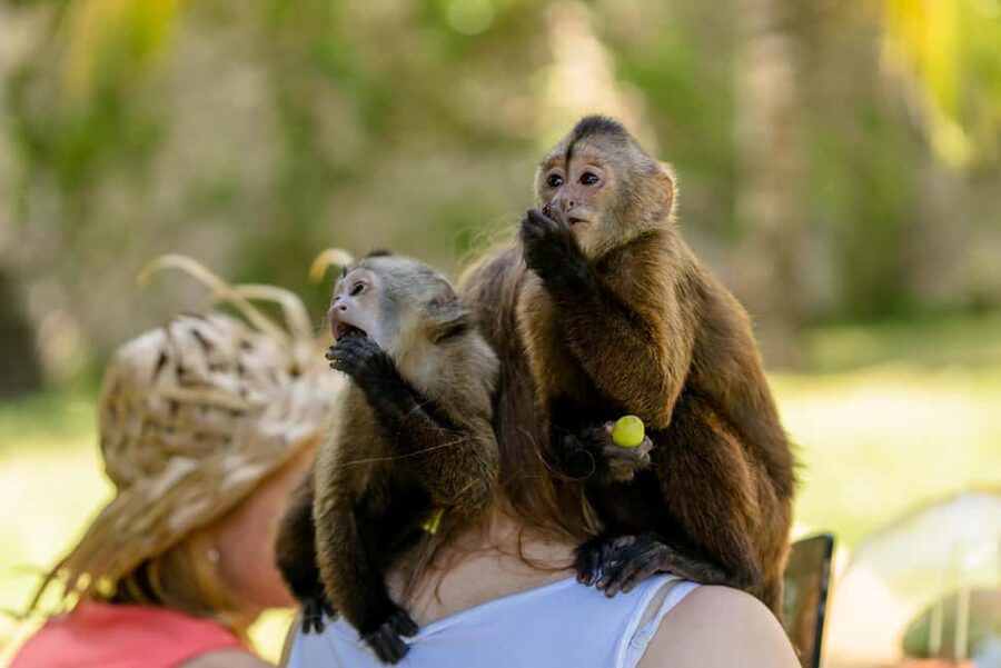 Punta Cana: Interactive Experience at Monkey House - What happens under the big tree