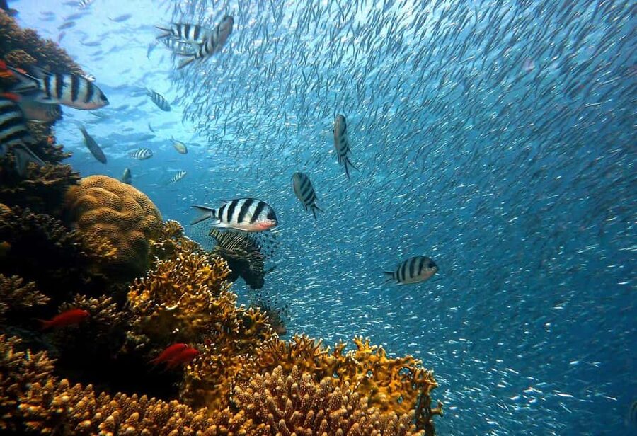 Punta Cana: Island escape to catalina • snorkeling & lunch - Why Catalina Island makes a good day away from Punta Cana