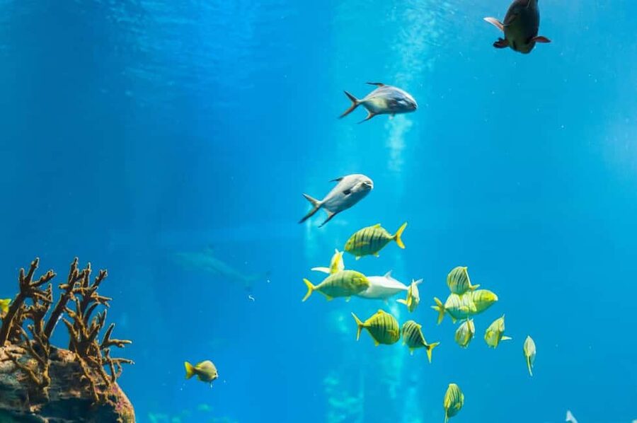 Punta Cana: Island escape to catalina • snorkeling & lunch - Simple preparation for a better day