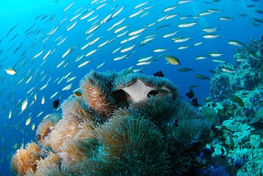 Punta Cana: Island escape to catalina • snorkeling & lunch - Snorkeling at The Aquarium reef