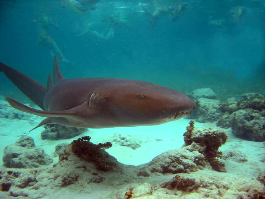 Punta Cana: Marinarium Snorkeling Cruise - A half-day boat trip with three very different moods