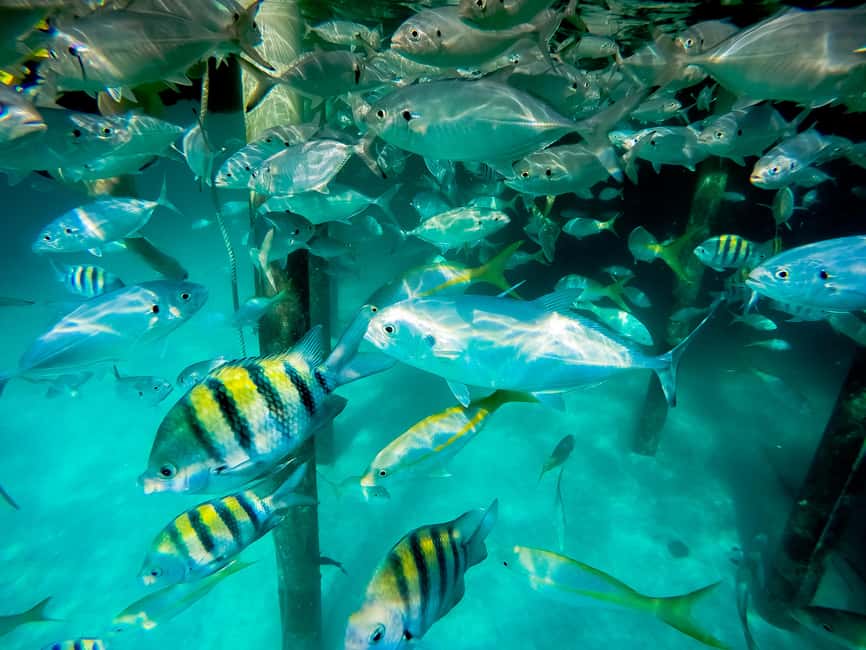 Punta Cana: Marinarium Snorkeling Cruise - Hotel pickup can take longer than the cruise