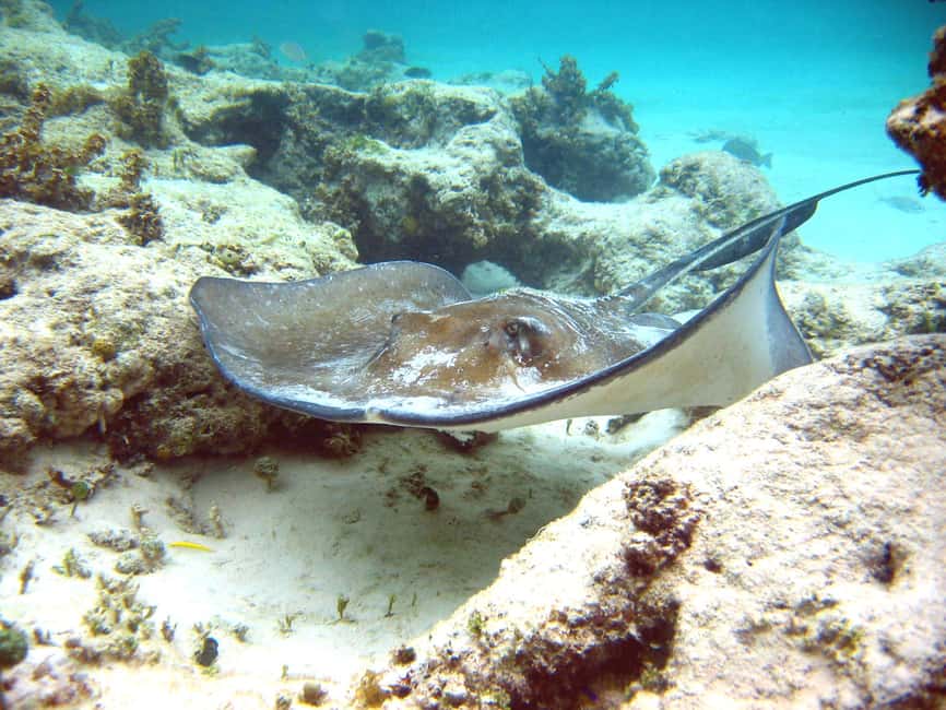 Punta Cana: Marinarium Snorkeling Cruise - The return ride shifts into party mode