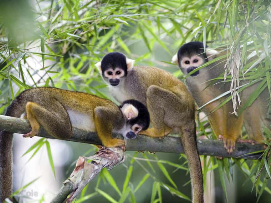 Punta Cana: Monkey Adventure by Jhoraji With Hotel Pick-Up - Key points to know before you book