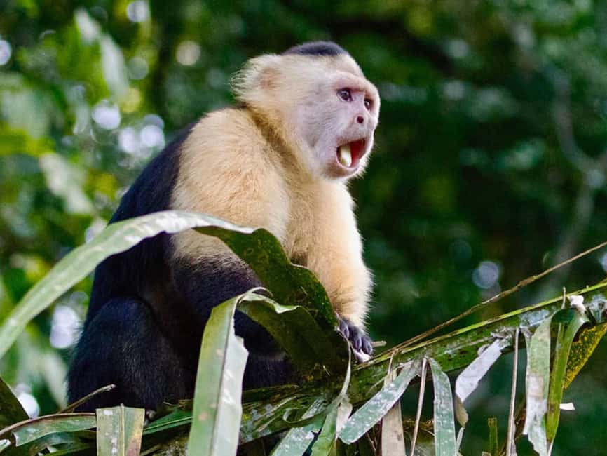 Punta Cana: Monkey Adventure by Jhoraji With Hotel Pick-Up - Four monkey species in one short visit