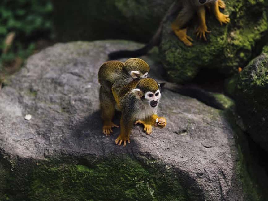Punta Cana: Monkey Adventure by Jhoraji With Hotel Pick-Up - Bottle-feeding a baby monkey