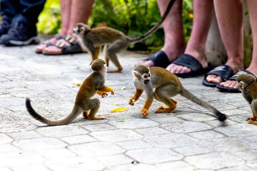 Punta Cana: Monkey Land Half-Day Safari and Plantation - Who should book this Punta Cana excursion?