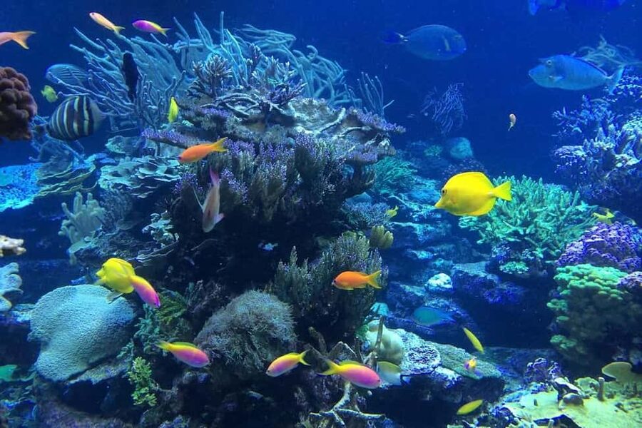 Punta Cana or La Romana: Catalina Island Tour and Snorkeling - Catalina Island Tour: Key Points