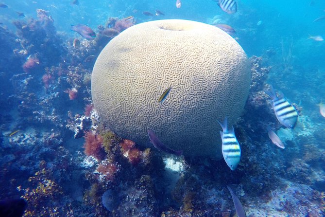 Punta Cana Private Cruise up to 10 people - Snorkeling near the coral nursery