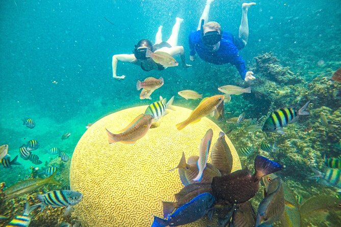 Punta Cana Private Cruise Up To 10 Snorkeling & Seafood lunch - Cabeza de Toro reef and the coral project
