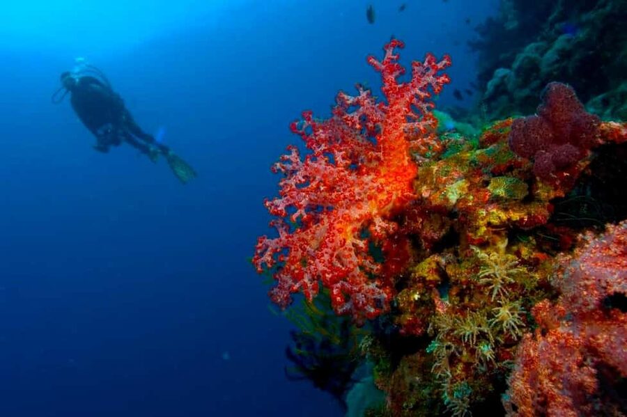 Punta Cana: Reef Diving Adventure Explore Underwater Wonders - Reaching the reef from your Punta Cana hotel